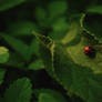 Friendly Ladybug