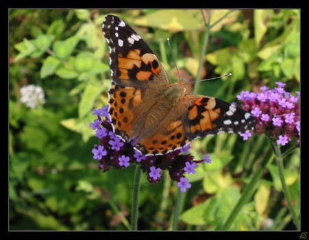 not another Butterfly photo