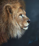 Lion Study by gavinodonnell