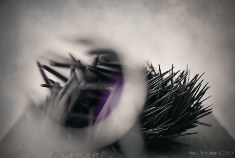 death of the sea urchin