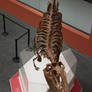 Stanley the Albertosaurus