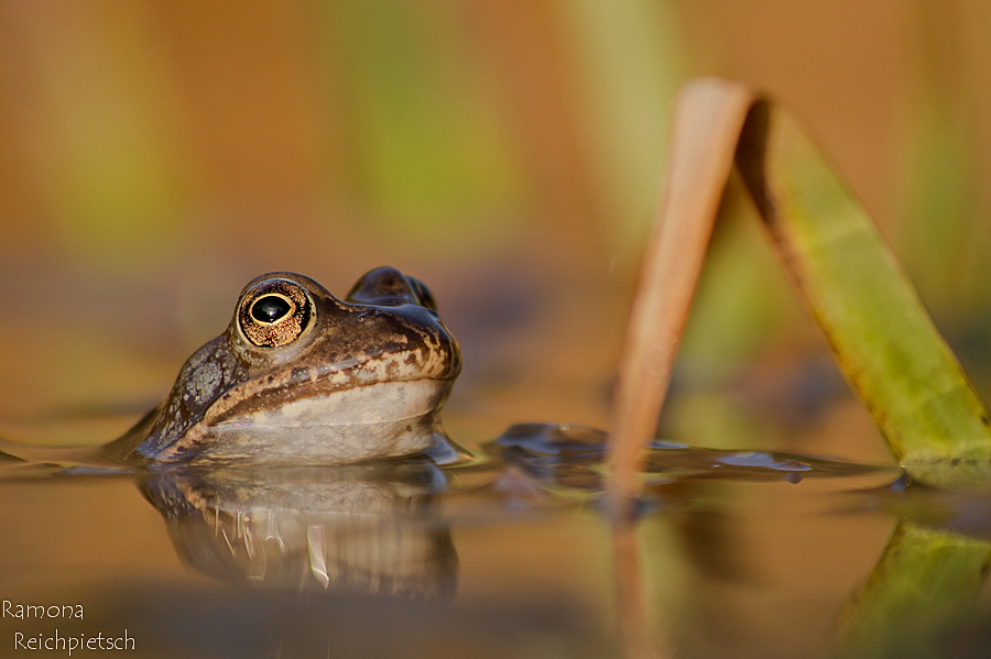 Frosch