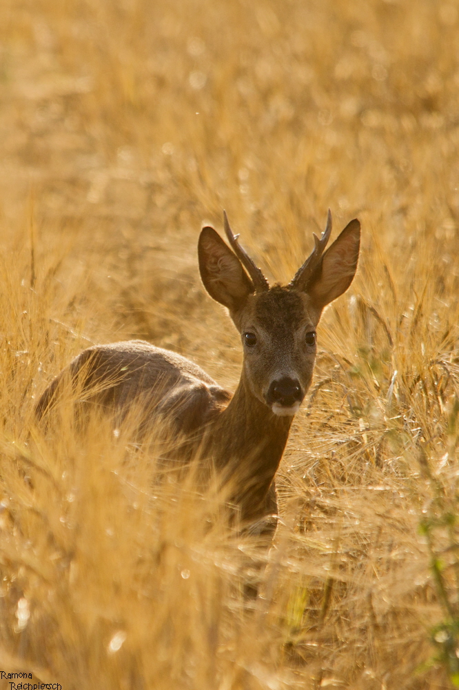 Roe deer in backlight