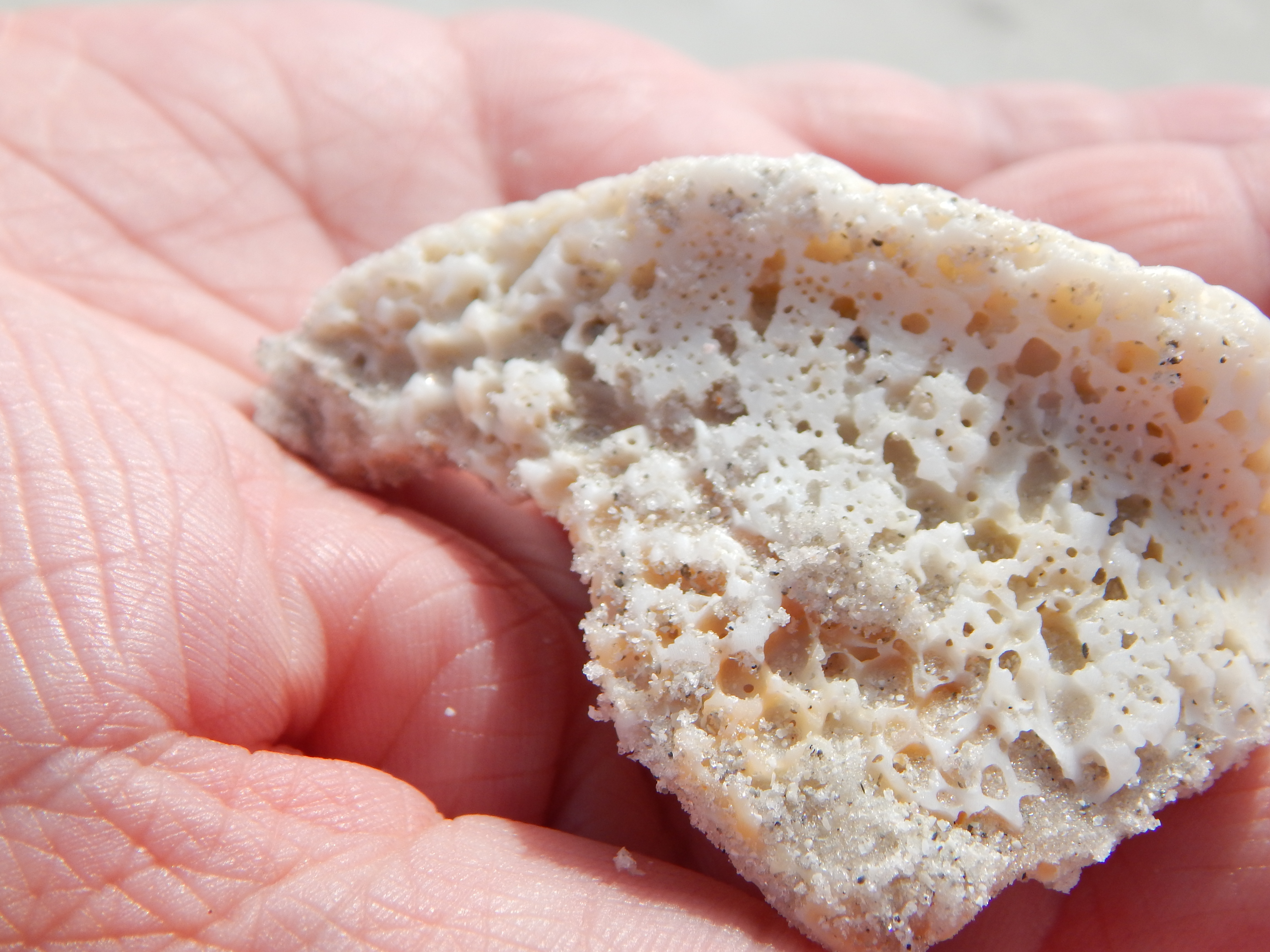 Sea Sponge at Sanibel Island, FL