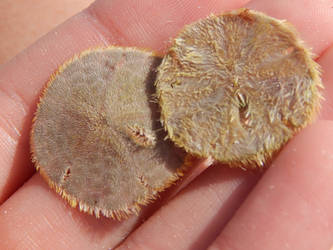 Sand Dollar at Fort Mayer Beach, FL