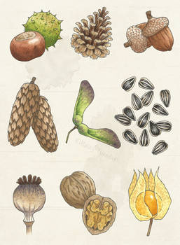 Seeds