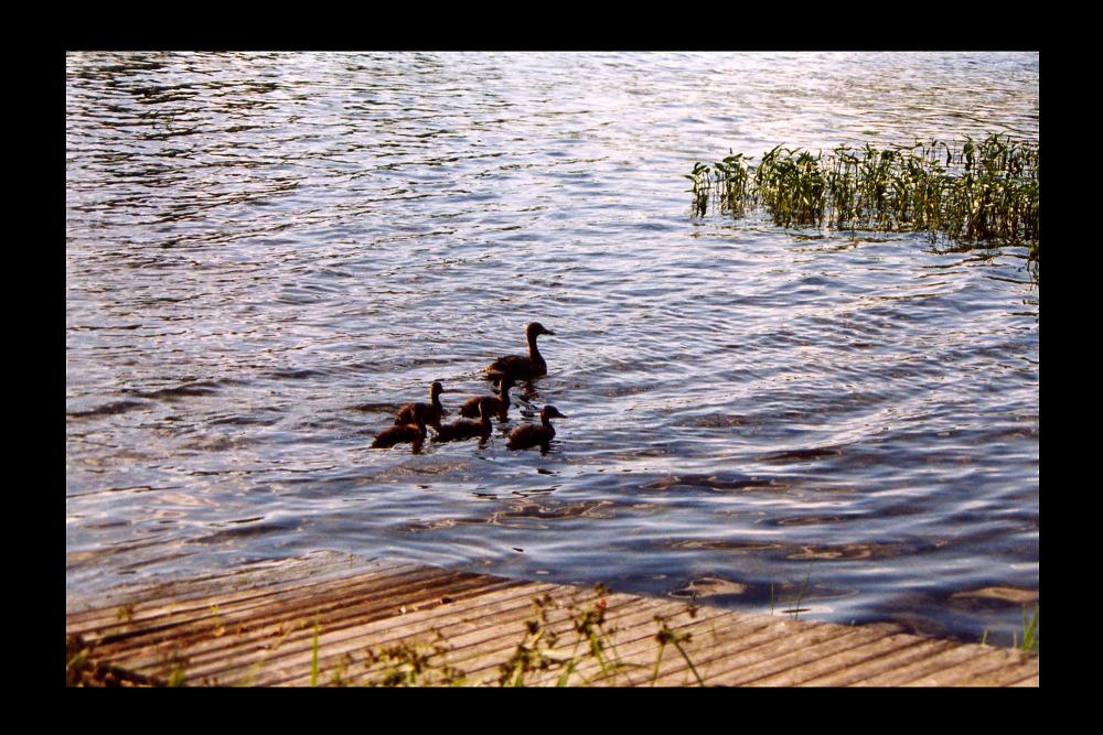 Family of Ducks