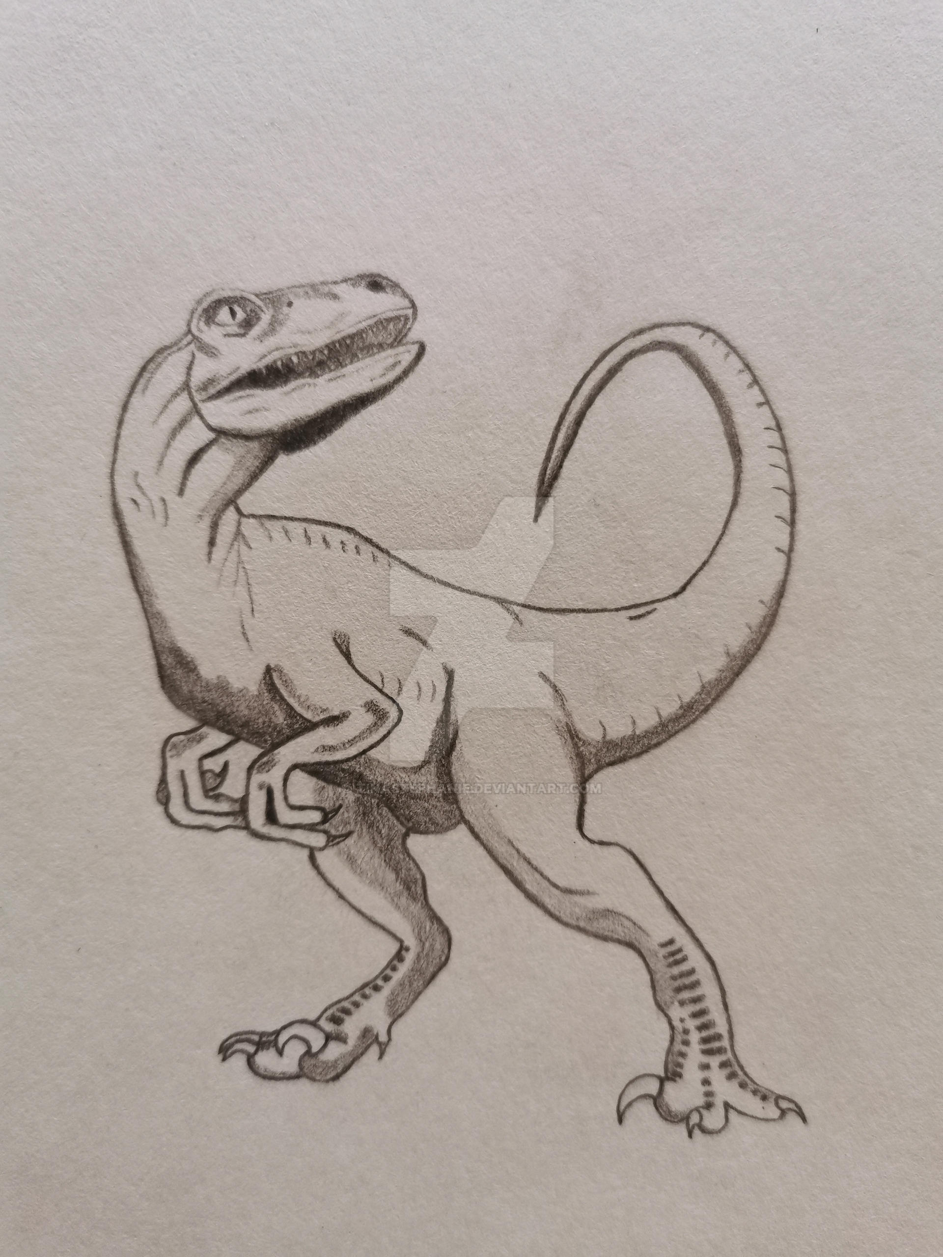 Raptor done whit pencil and paper by TinaStephanie on DeviantArt