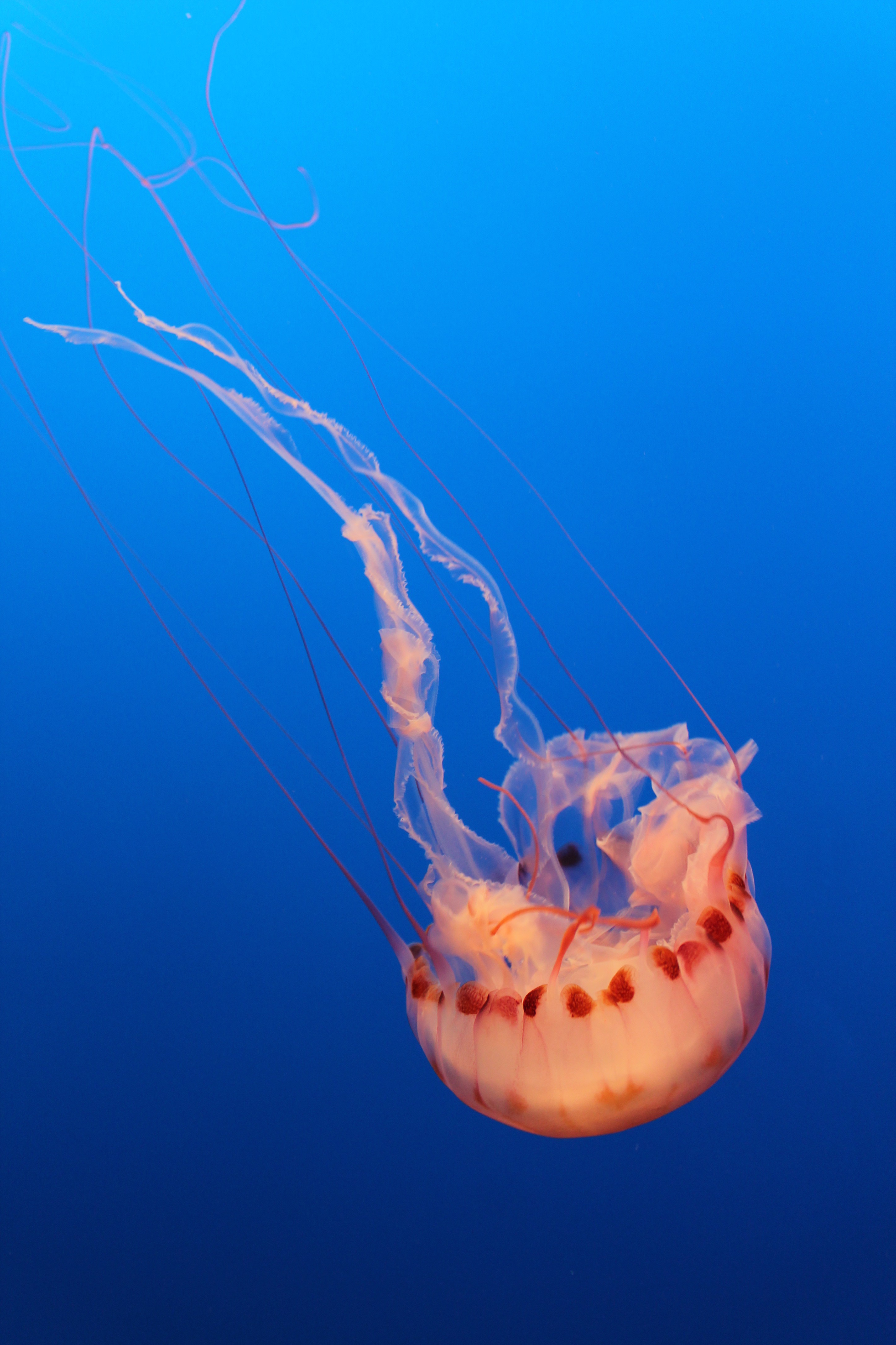 Jellyfish