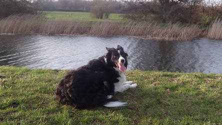 Canalside Walk Photos - Cassey (My Dog)