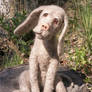 Needle Felted Dog