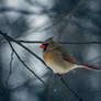 Female Northern Cardinal