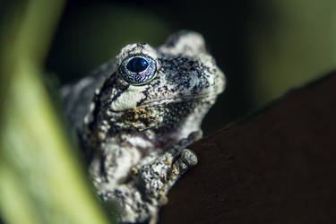 Gray Tree Frog by ViridianRoses