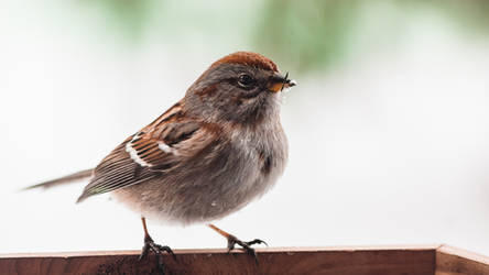 American Tree Sparrow Portrait