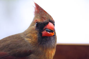 Female Cardinal (Close Up)