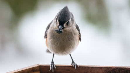 Titmouse Portait