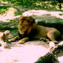 King of the Serengeti