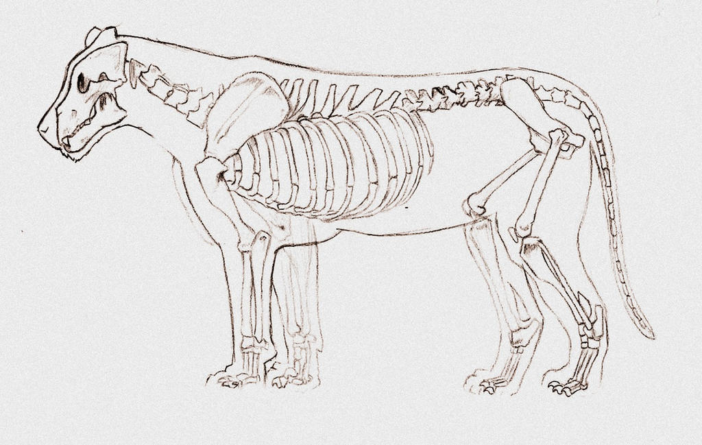 Нисходящий лев. Скелет тигра строение. Скелет Льва. Скелет Льва анатомия. Анатомия мышц Льва.