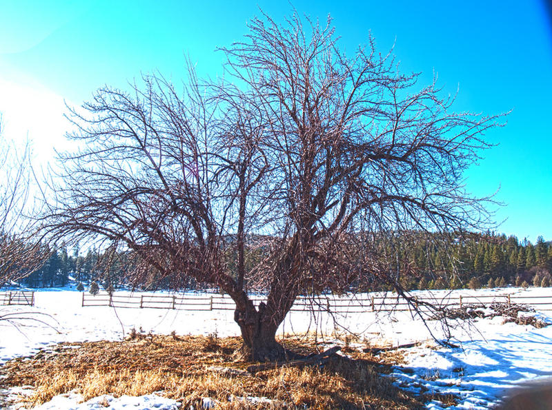 Spring Singular Tree Singular Tree by CtheDJ on DeviantArt