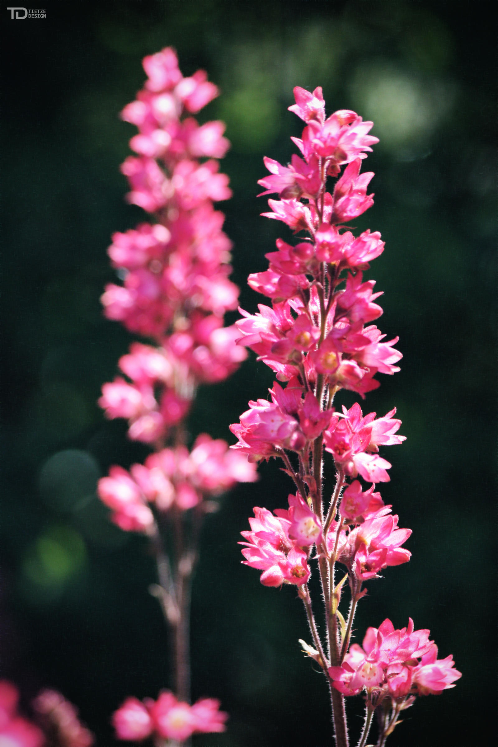 Pink Flower