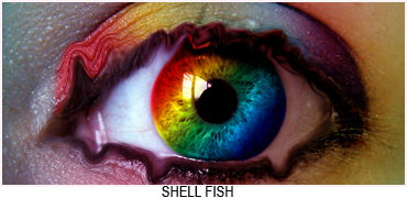 Shell Fish