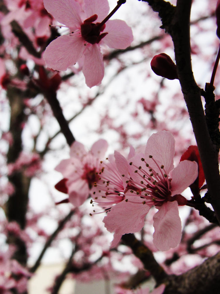 Sakura.