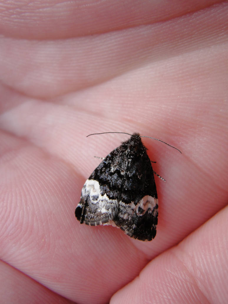 Monochrome Insects Monochrome Moth. by DoctorWhy903 on DeviantArt