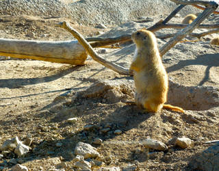 Prairie Dog