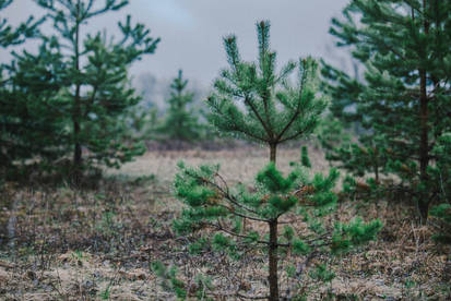 Small fir