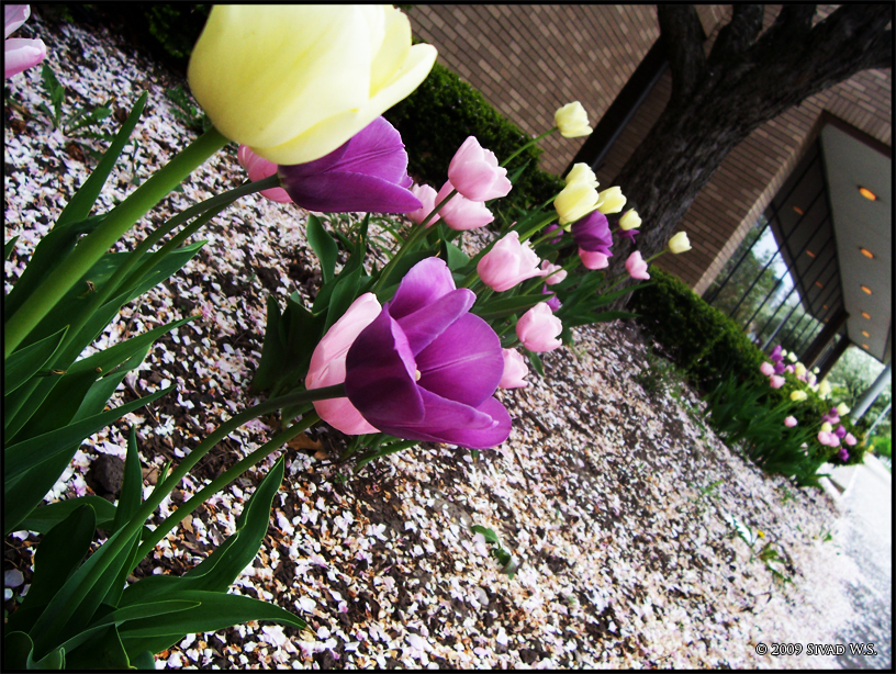 Tilting Tulips