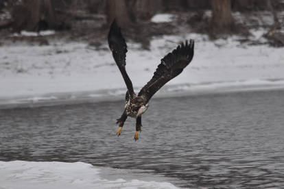 Eagle taking off with fish