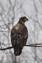 Juvenile bald eagle