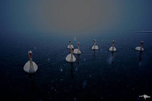 Seven Swans