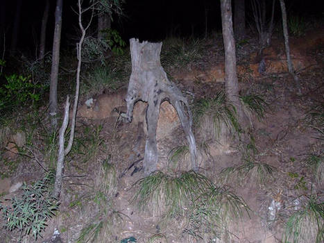 The Stump