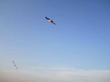 Flying with the gulls 1