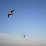 Flying with the gulls 4