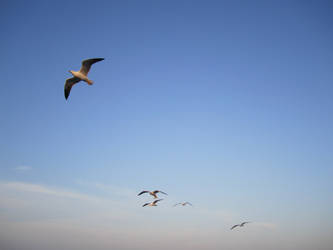 Flying with the gulls 4