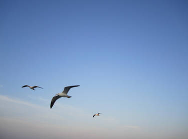 Flying with the gulls 3