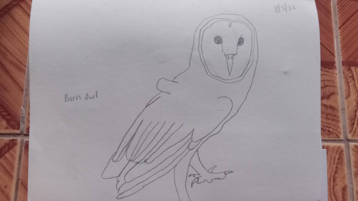Barn Owl By DinosRAwesome On DeviantArt