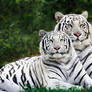 white tigers