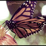 Monarch Butterfly