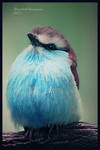 Racket-tailed roller by mariquasunbird1