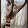 Ring Tailed Lemur