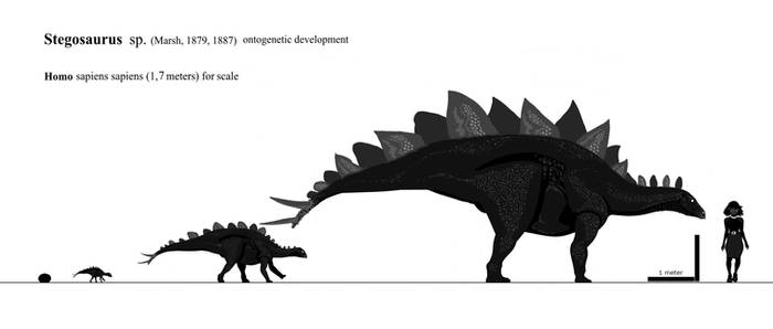 Stegosaurus sp. Ontogeny