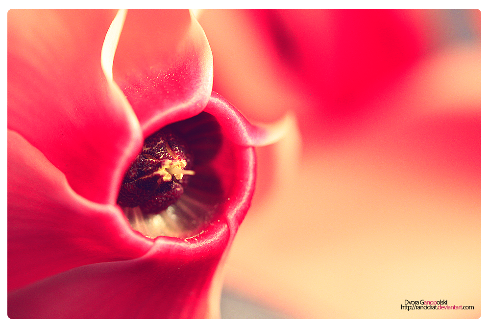 Cyclamen