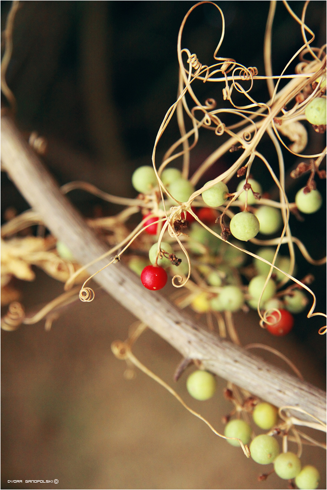 Sweet berries