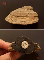 Polypore magnet