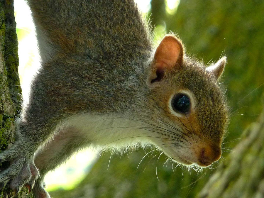 Baby Squirrel