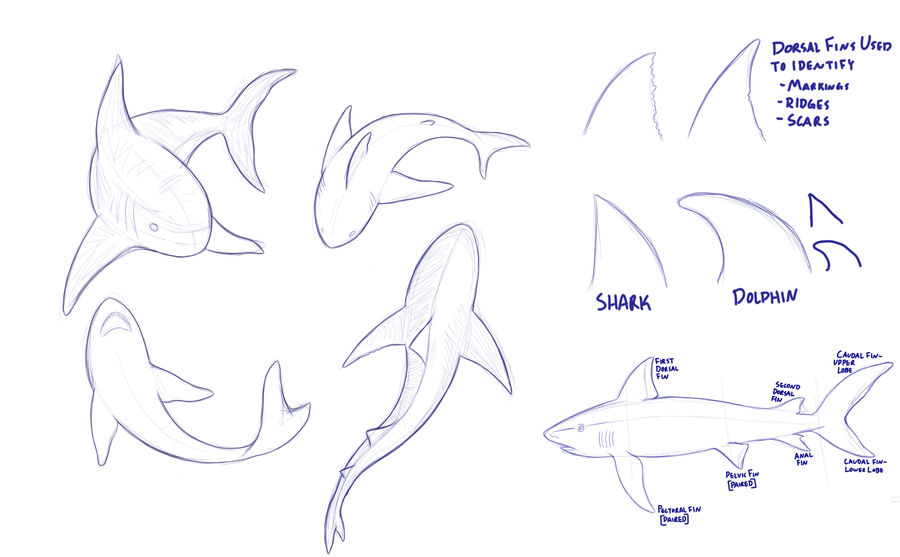 Shark Study 1 by Sketcherzz on DeviantArt