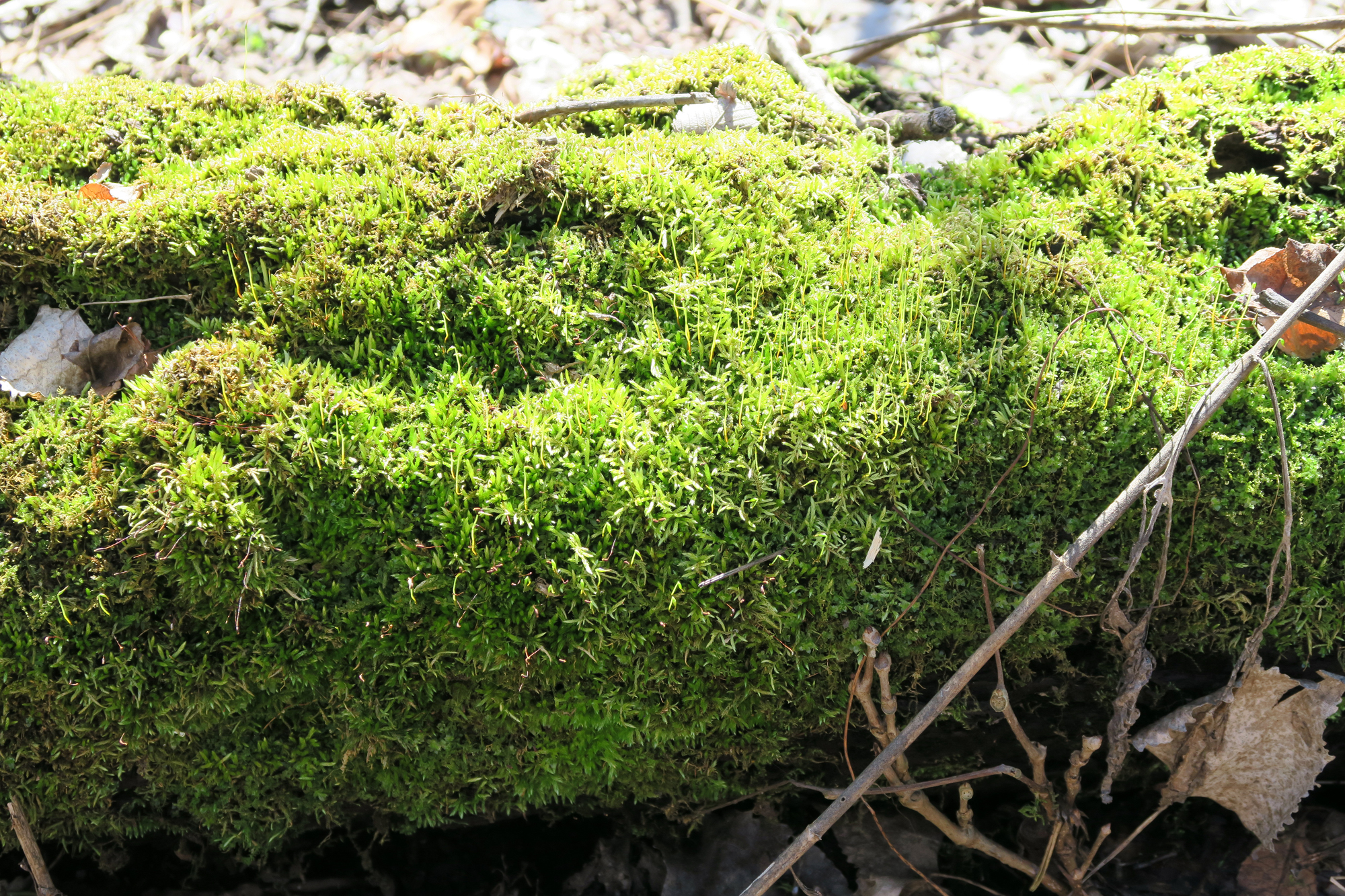 Moss On A Log